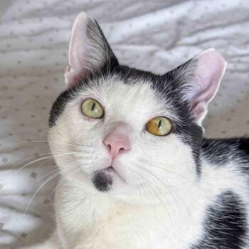 Clooney -  Domestic Short Hair Cat Available for Adoption in Stamford, Connecticut - Clooney | PetCurious