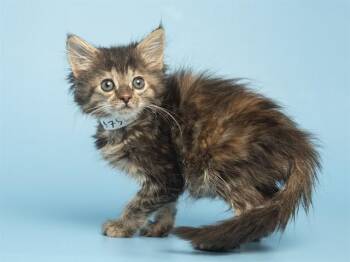 NORI -  Domestic Short Hair Cat for Adoption in Phoenix, Arizona - NORI | PetCurious