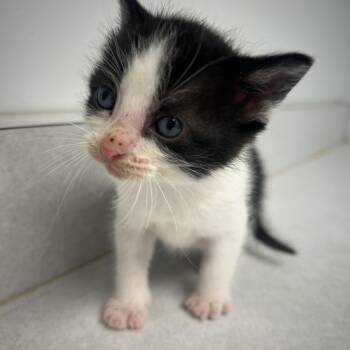 Badger -  Domestic Short Hair Cat for Adoption in Mineral Point, Wisconsin - Badger | PetCurious