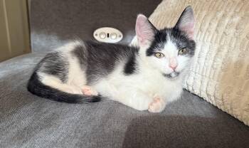 Kit3 Fern -  Domestic Short Hair Cat for Adoption in Diamond Springs, California - Kit3 Fern | PetCurious