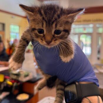Butter Bean -  Domestic Short Hair Cat for Adoption in Lynchburg, Virginia - Butter Bean | PetCurious