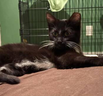 Domestic Short Hair Cats Available for Adoption - Fitz | PetCurious