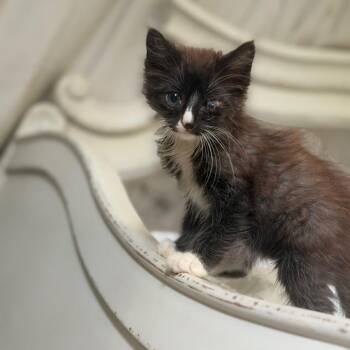 Salem -  Domestic Medium Hair Cat for Adoption in Enfield, New Hampshire - Salem | PetCurious