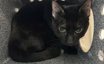 Rescue Domestic Short Hair Cats for Adoption in New York, New York - Baby Blue | PetCurious