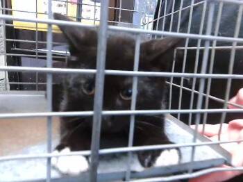 SPUNK -  Domestic Short Hair Cat for Adoption in Tulsa, Oklahoma - SPUNK | PetCurious