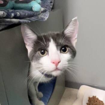 Little Boy -  Domestic Short Hair Cat for Adoption in Ojai, California - Little Boy | PetCurious
