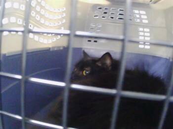 A1269301 -  Domestic Medium Hair Cat for Adoption in Charlotte, North Carolina - A1269301 | PetCurious