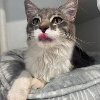 Robin -  Domestic Medium Hair Cat for Adoption in Buellton, California - Robin | PetCurious