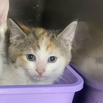 Domestic Medium Hair Cats Available for Adoption - Manatee | PetCurious