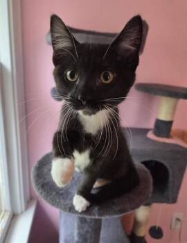 LITTLE TUX -  Domestic Short Hair Cat for Adoption in Peoria, Illinois - LITTLE TUX | PetCurious