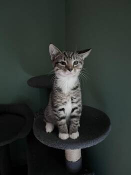 Melk -  Domestic Short Hair Cat for Adoption in Jackson, Georgia - Melk | PetCurious