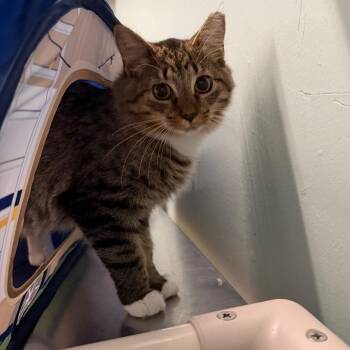 Elton -  Domestic Short Hair Cat for Adoption in Pittsford, Vermont - Elton | PetCurious