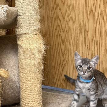 Oolong -  Tabby Cat for Adoption in Kent, Washington - Oolong | PetCurious