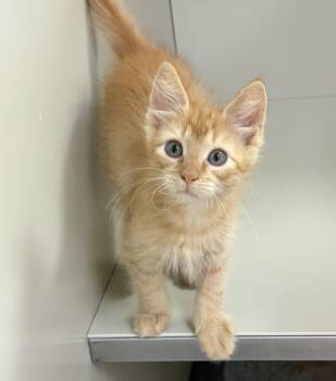 Tanner -  Domestic Short Hair Cat for Adoption in Kerrville, Texas - Tanner | PetCurious