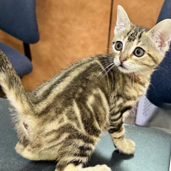 Lemon Balm 8 -  Domestic Short Hair Cat for Adoption in Austin, Texas - Lemon Balm 8 | PetCurious
