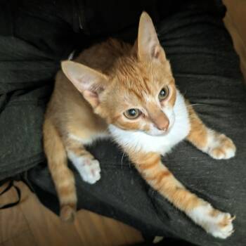 Rescue Domestic Short Hair Cats for Adoption in Reisterstown, Maryland - Lupin (paired With Daisy) | PetCurious