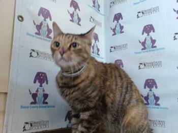 GRACE -  Domestic Short Hair Cat for Adoption in Orlando, Florida - GRACE | PetCurious