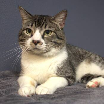 Simon -  Domestic Short Hair Cat for Adoption in Lakeland, Florida - Simon | PetCurious