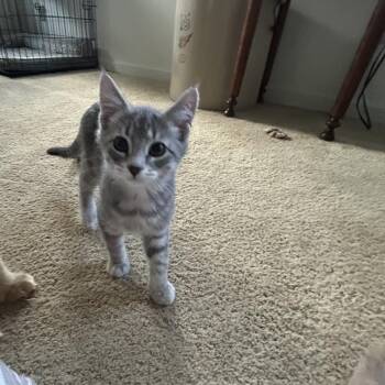 Domestic Short Hair Cats Available for Adoption in Springdale, Arkansas - O