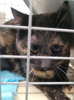 Domestic Short Hair Cats Available for Adoption - Maleficent | PetCurious