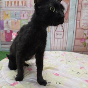 Mercy -  Domestic Short Hair Cat for Adoption in Statesboro, Georgia - Mercy | PetCurious
