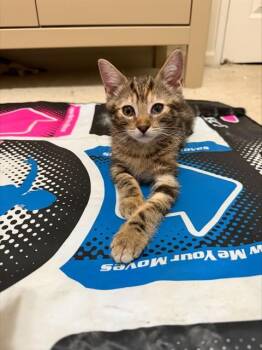 PRINCESS PEACH -  Domestic Medium Hair Cat for Adoption in San Jose, California - PRINCESS PEACH | PetCurious
