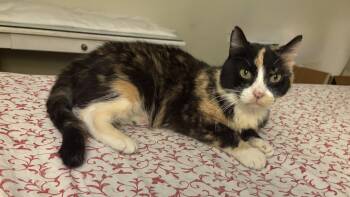Domestic Short Hair Cats Available for Adoption - Callie | PetCurious