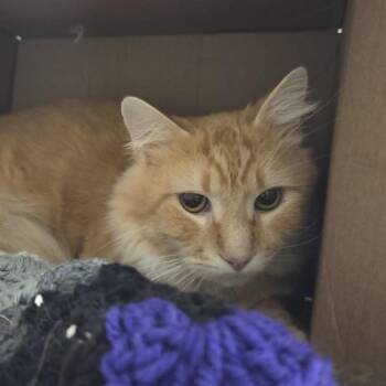 Alex -  Domestic Medium Hair Cat Available for Adoption in Ballston Spa, New York - Alex | PetCurious
