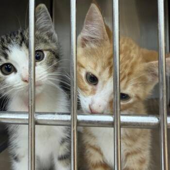 Brandy kitten 1 -  Domestic Short Hair Cat Available for Adoption in Parrish, Alabama - Brandy Kitten 1 | PetCurious