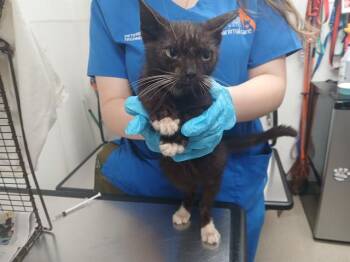 SCOTCH -  Domestic Short Hair Cat for Adoption in Fort Lauderdale, Florida - SCOTCH | PetCurious
