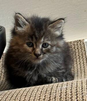 Bailey -  Domestic Long Hair Cat for Adoption in Bethel Park, Pennsylvania - Bailey | PetCurious