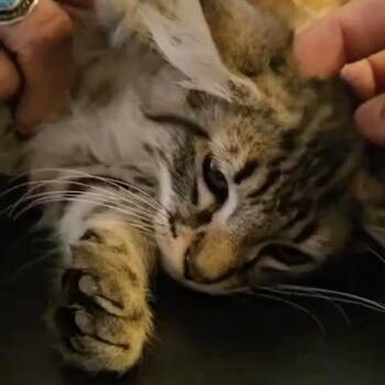 Jackie -  Domestic Medium Hair Cat for Adoption in Delta, Alabama - Jackie | PetCurious