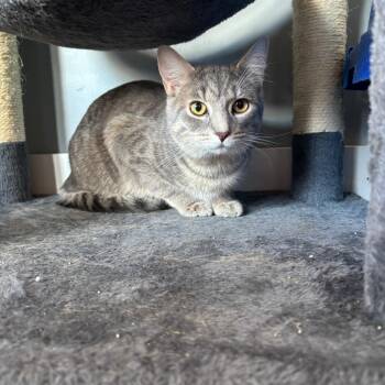 Domestic Short Hair Cats Available for Adoption in Hartford City, Indiana - Bazooka | PetCurious