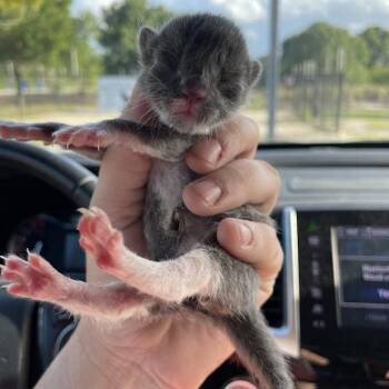 Domestic Short Hair Cats Available for Adoption in Port Charlotte, Florida - 0424-C26 | PetCurious
