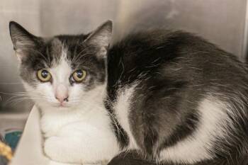 A1269198 -  Domestic Short Hair Cat for Adoption in Charlotte, North Carolina - A1269198 | PetCurious
