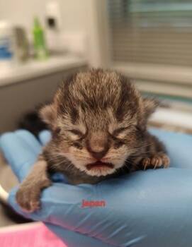 Japan -  Domestic Short Hair Cat for Adoption in Lafayette, Indiana - Japan | PetCurious