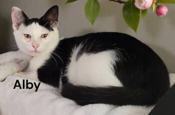 Rescue Domestic Short Hair Cats for Adoption in Weems, Virginia - Alby | PetCurious