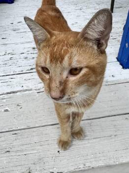 Annato -  Domestic Short Hair Cat for Adoption in Austin, Texas - Annato | PetCurious