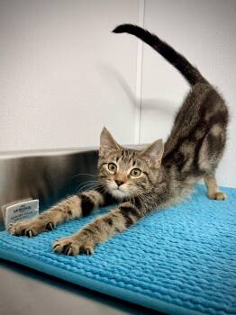 Baby Tiger -  Domestic Short Hair Cat for Adoption in Kalamazoo, Michigan - Baby Tiger | PetCurious