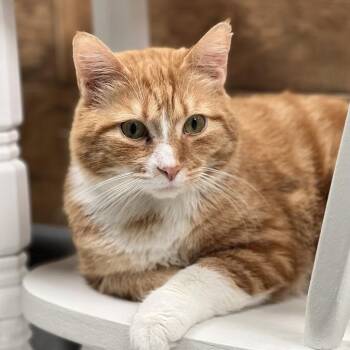 George -  Domestic Short Hair Cat Available for Adoption in Kennett Square, Pennsylvania - George | PetCurious