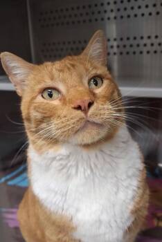 Biggie Smalls -  Domestic Short Hair Cat Available for Adoption in Sapulpa, Oklahoma - Biggie Smalls | PetCurious