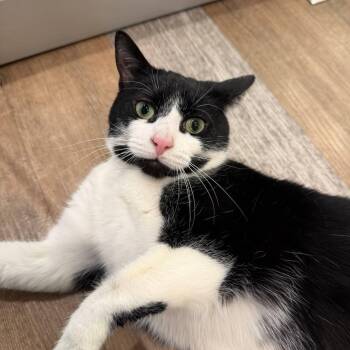 Luly -  Domestic Short Hair Cat for Adoption in Wantagh, New York - Luly | PetCurious