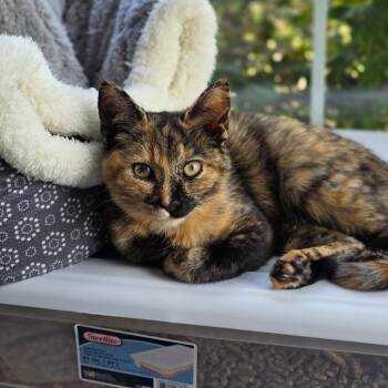 Domestic Short Hair Cats Available for Adoption in Fredericksburg, Virginia - Baileyn | PetCurious