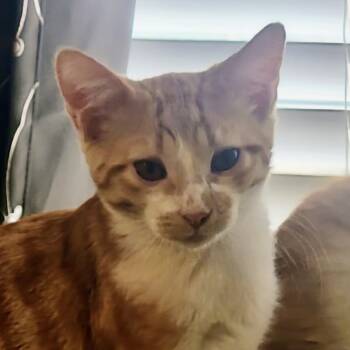 Rescue Domestic Short Hair Cats for Adoption in Boerne, Texas - Donovan's Brain | PetCurious