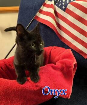 Onyx -  Domestic Short Hair Cat for Adoption in Port Clinton, Ohio - Onyx | PetCurious