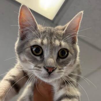 Mermaid Man -  Domestic Short Hair Cat for Adoption in Goleta, California - Mermaid Man | PetCurious