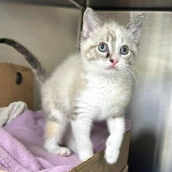 Dove -  Siamese and Domestic Short Hair Cat for Adoption - Dove | PetCurious