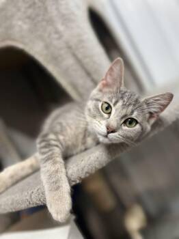Leia -  Domestic Short Hair Cat for Adoption in Calhoun, Kentucky - Leia | PetCurious