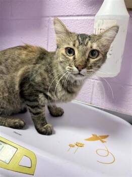 Honey -  Domestic Medium Hair Cat for Adoption in El Paso, Texas - Honey | PetCurious