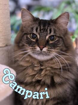Rescue Domestic Long Hair Cats for Adoption in Euclid, Ohio - Campari | PetCurious